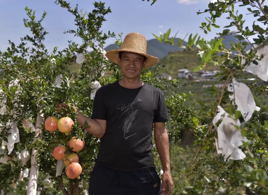 突尼斯软籽石榴可以喝的石榴,突尼斯软籽石榴和雅诗兰黛