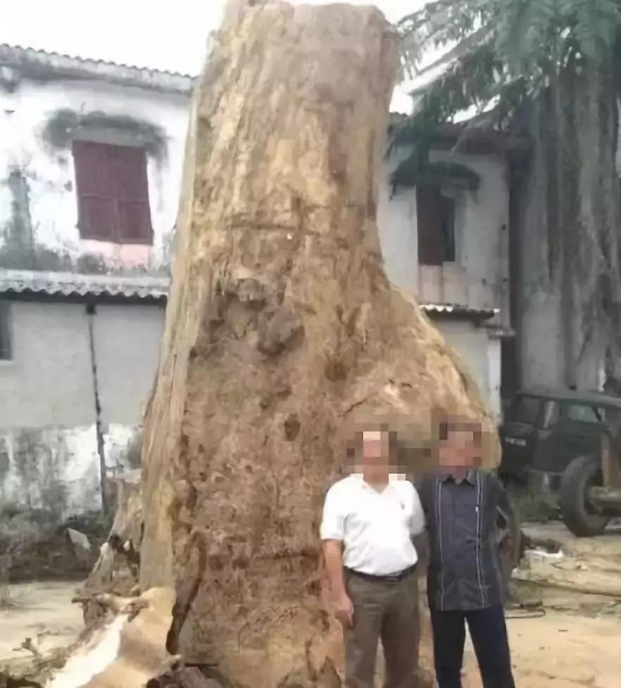 价值240万非洲的原木，雕刻成品出来后震惊全场，一片心疼声！