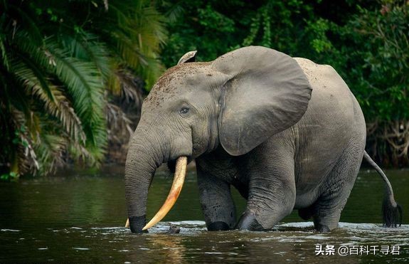 在非洲的热带雨林里，还生活着第三种大象——非洲森林象