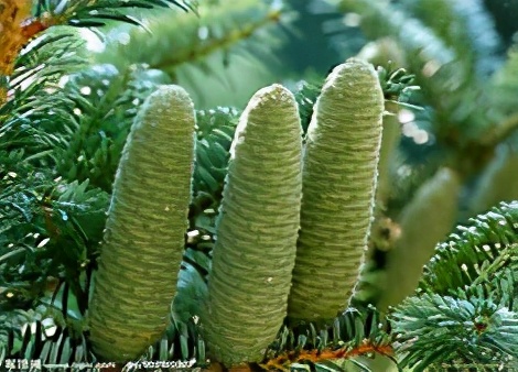圣诞植物大全,圣诞节植物