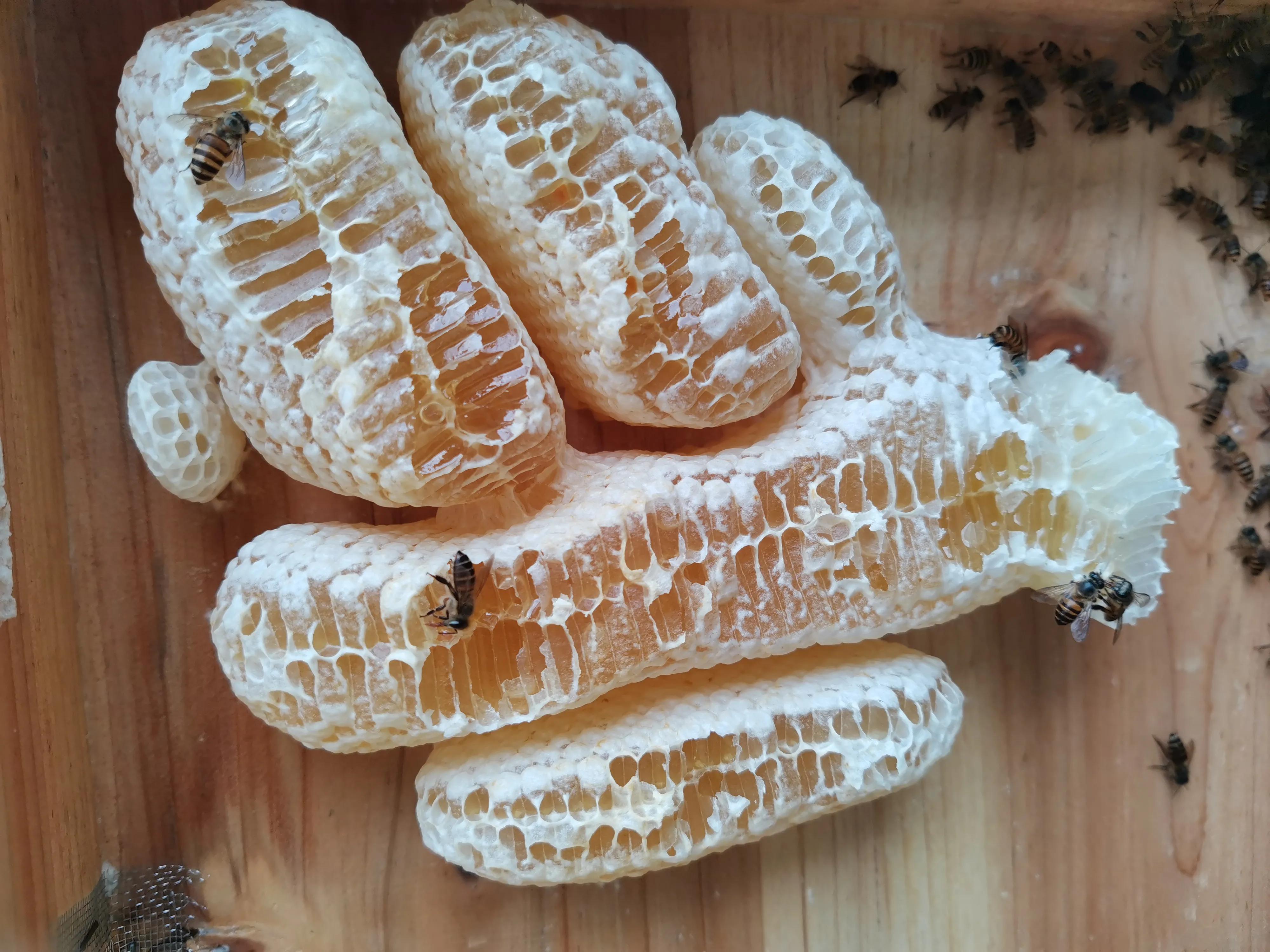 蜂农说的土蜂蜜是怎么回事,土蜂蜜为什么越来越不好卖了