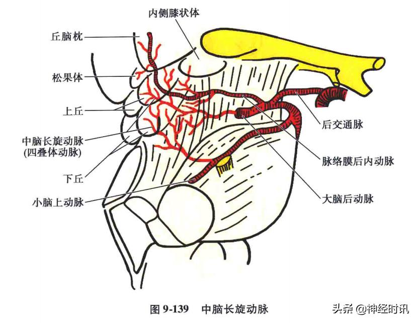 急性脑血管病的解剖诊断,脑的血液供应来源及脑血管的特点