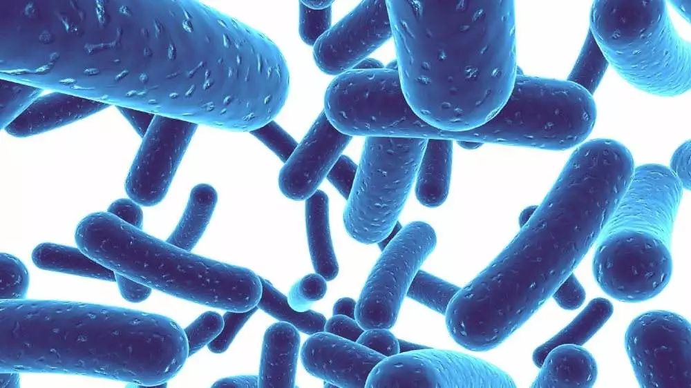 乳酸菌可以激活身体免疫系统,乳酸菌如何激活免疫系统