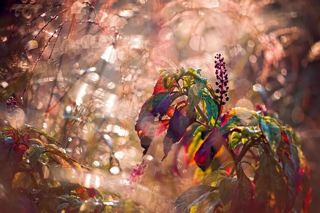 绝美花朵摄影佳作,波兰花朵摄影作品欣赏