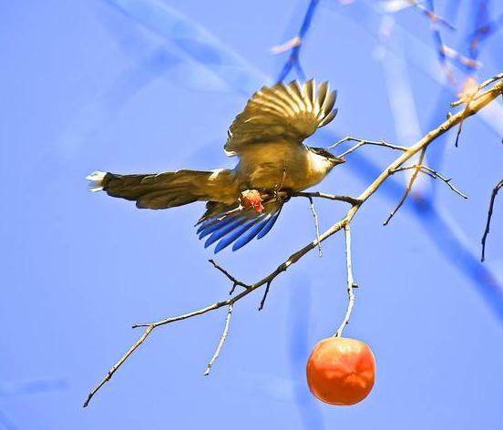 家里摆放柿子摆件寓意风水,家中摆放4个柿子摆件风水怎样
