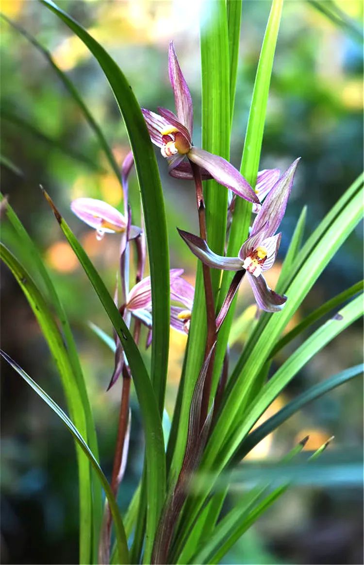 怎样分兰花苗才能开花,兰花怎么分公苗母苗