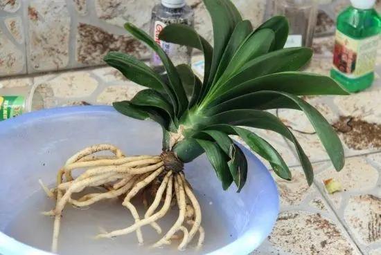 君子兰换盆注意事项和管理,君子兰换盆方法和注意事项图片