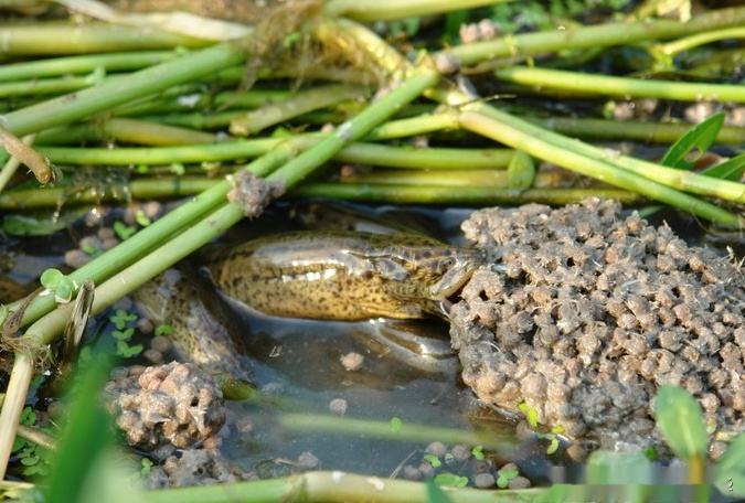 小龙虾和泥鳅能混养吗,网箱养鳝鱼可以套养小龙虾吗