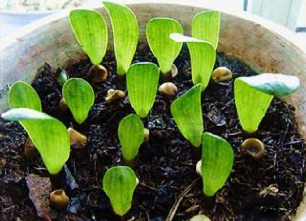 君子兰种子繁殖到开花需要几年,君子兰分株与种子繁殖有什么区别