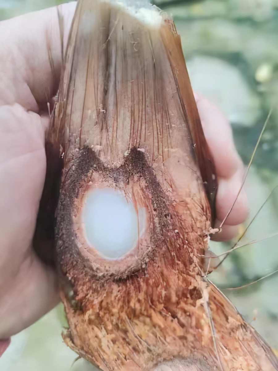 这种长在树上的“天马流星锤”，果实真的像极了“QQ糖”