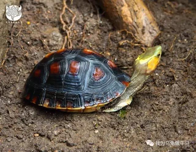 黄缘闭壳龟全集,黄缘闭壳龟和黄缘盒龟