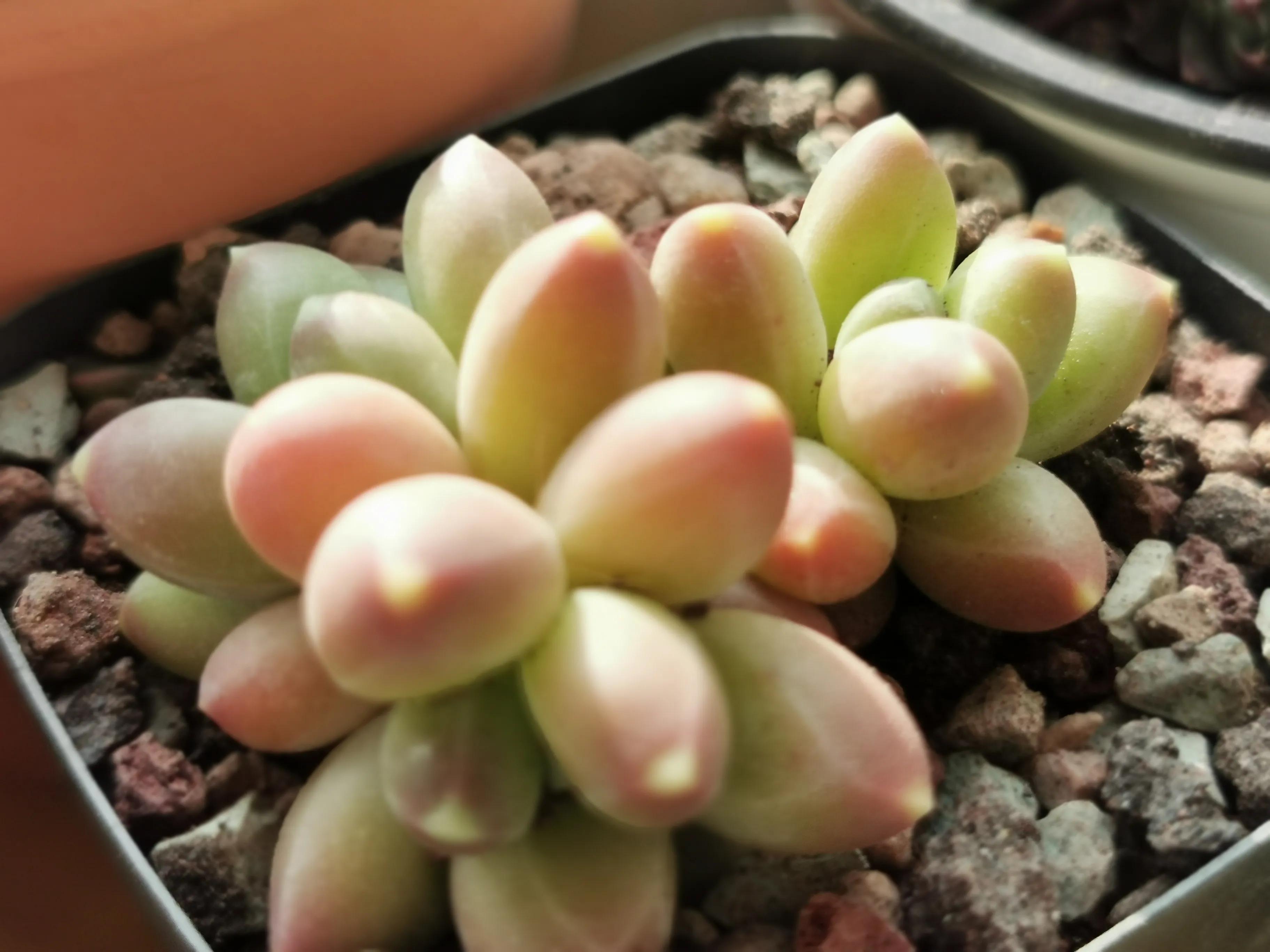 多肉品种大全大集合,多肉35元一盆图片