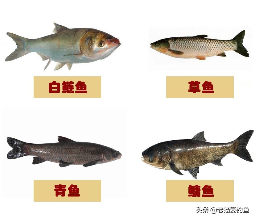 鲤鱼为什么在南方不受待见,东北的鲤鱼为啥跟南方的不一样