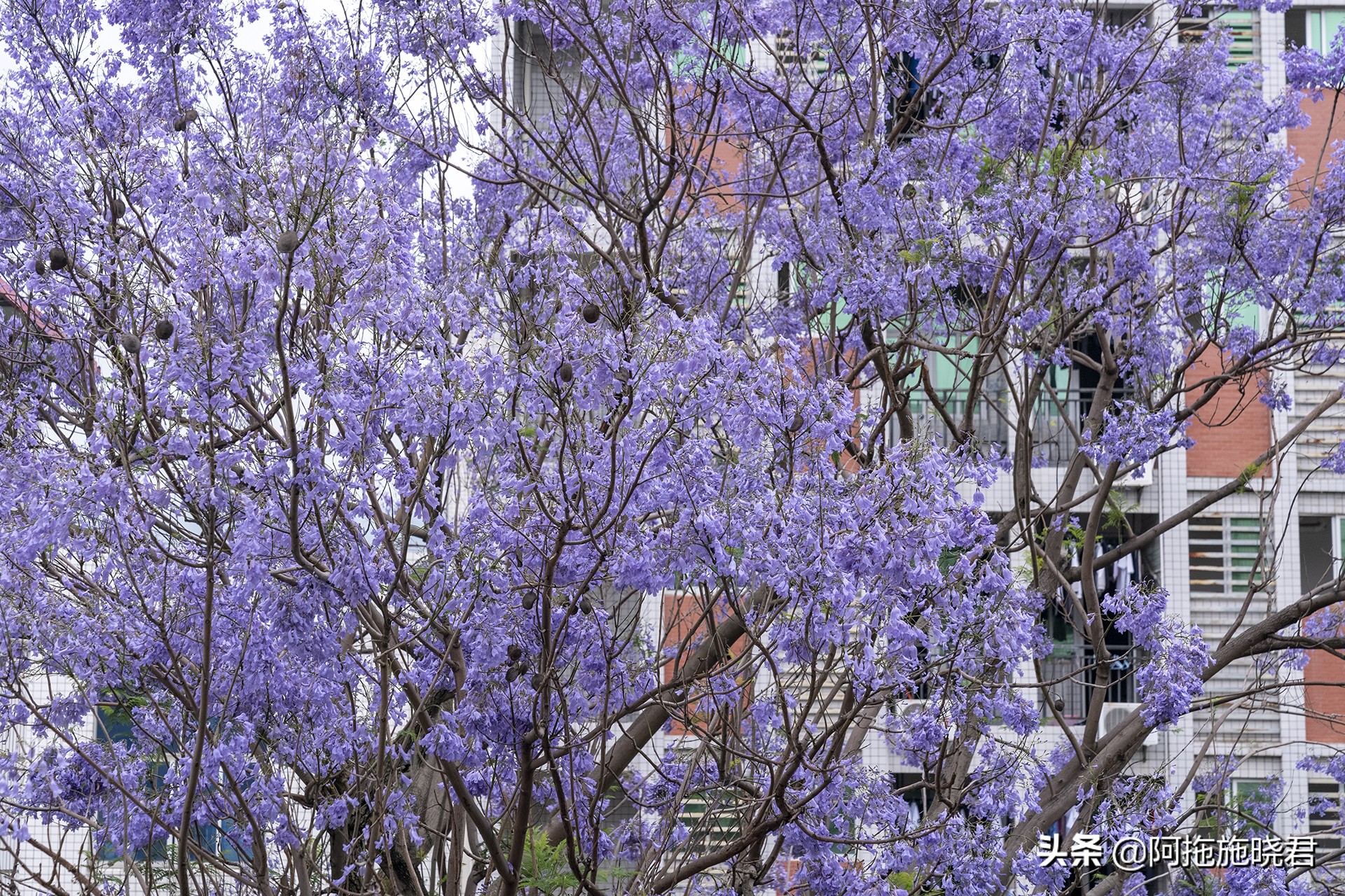 蓝花楹花语及图片大全,蓝花楹的花语还是很让人着迷