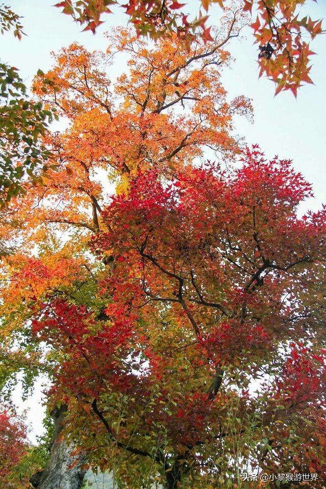 苏州11月份旅游攻略必去景点,七月苏州旅游必去十大景点有哪些