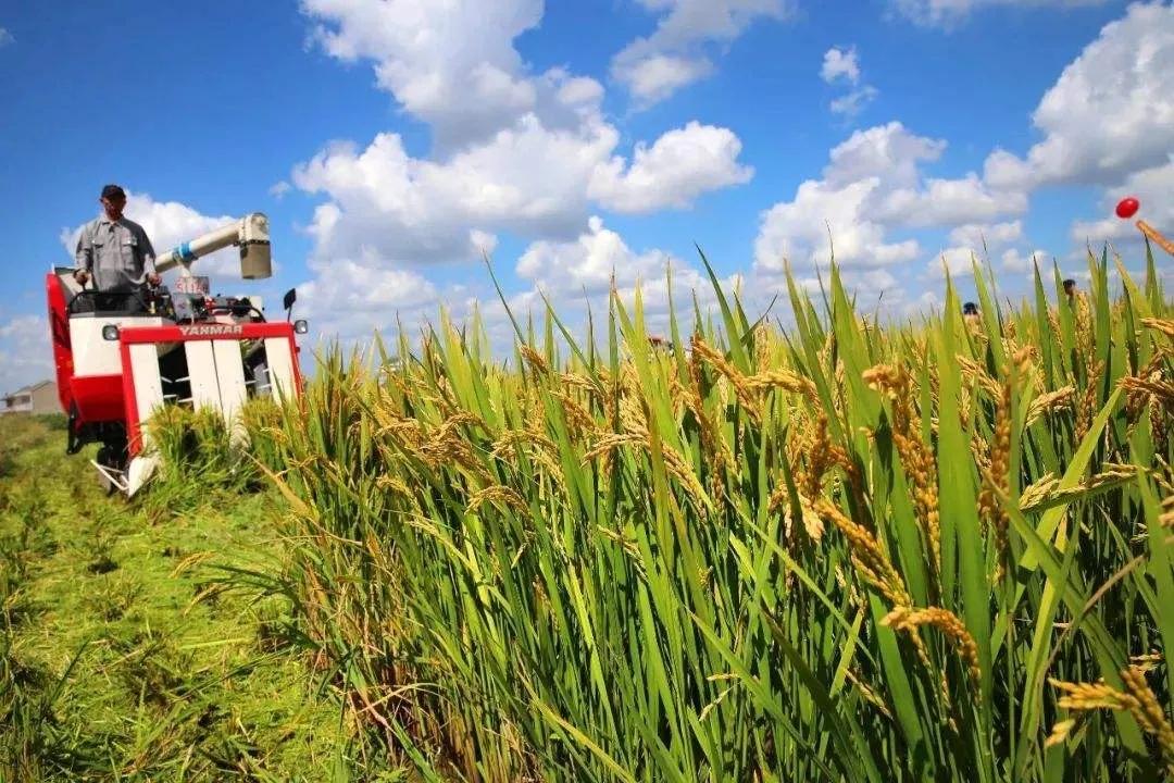 北京新发地蔬菜市场关了吗,北京新发地菜篮子整体运行平稳