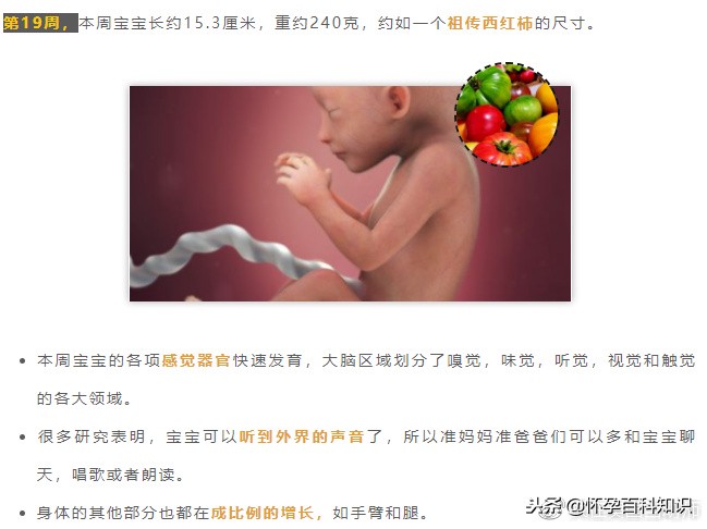 怀孕各个时期胎儿发育过程,怀孕的过程要几天