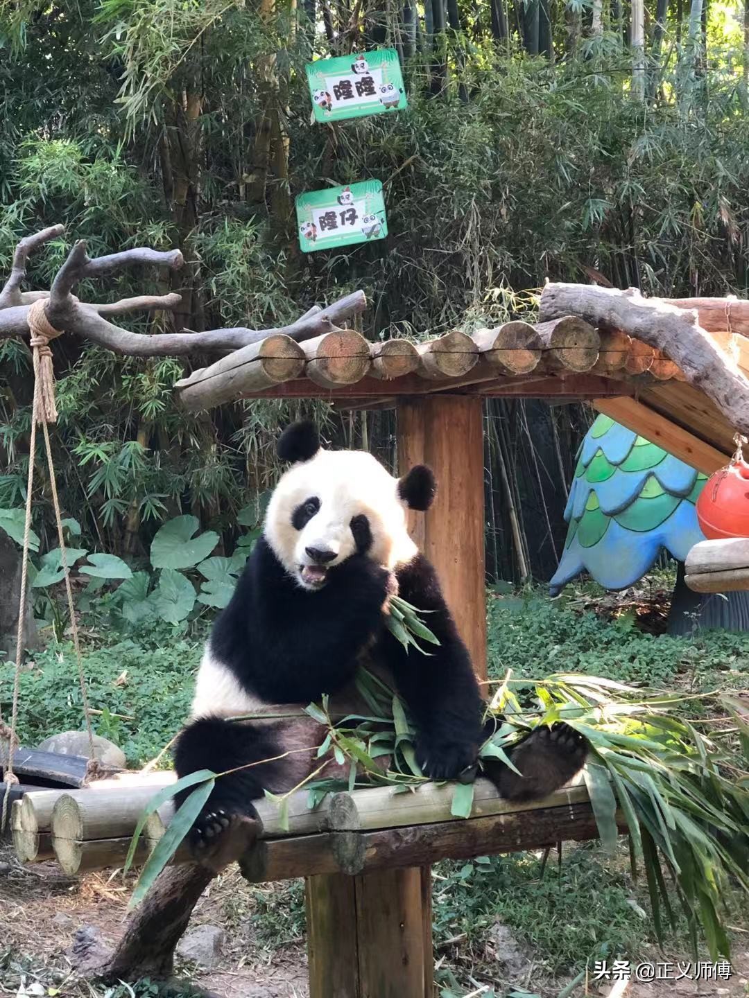 长隆动物园的动物,广州的长隆野生动物园有哪些动物
