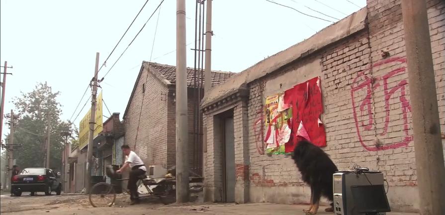 主人想把狗安乐死,主人选择抛弃狗狗