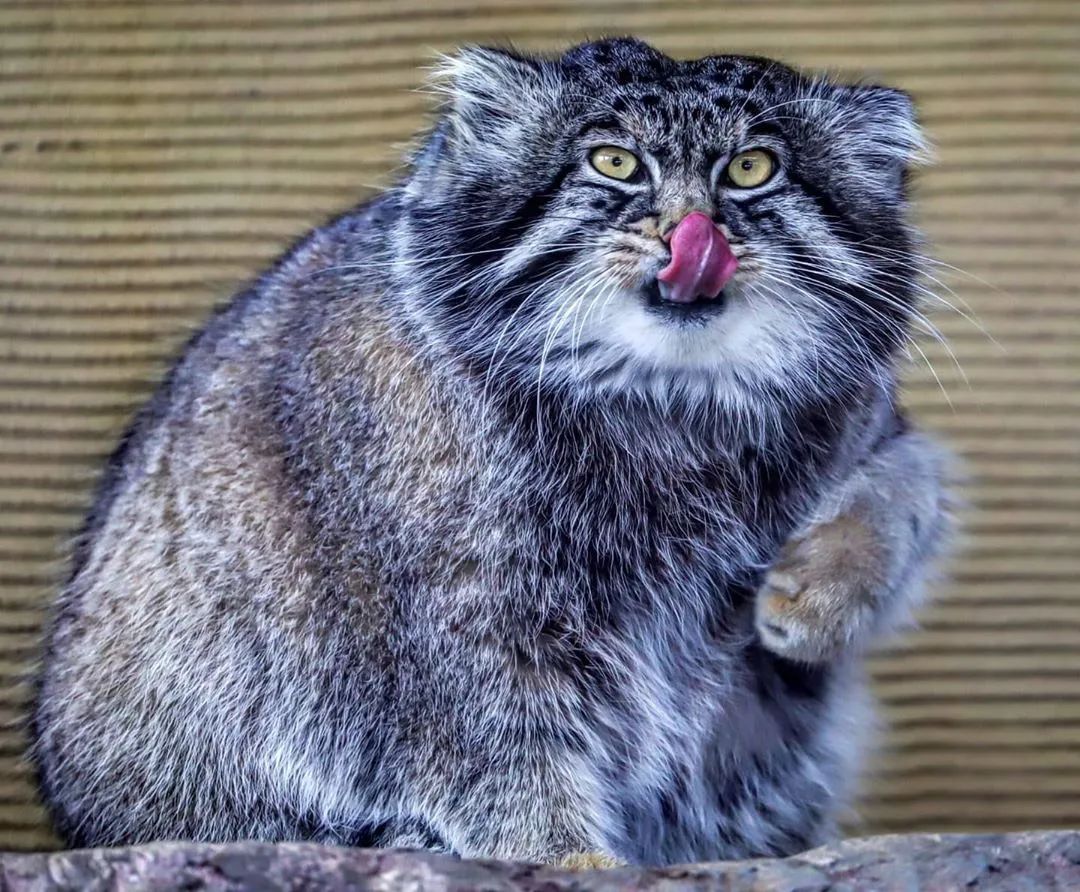 比刷花呗追星更可怕的，竟然是……