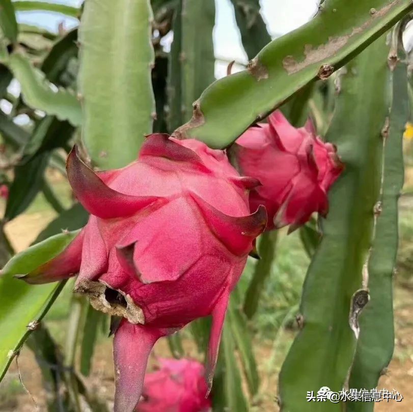 海南水果都有哪些品种图片及名称,海南水果上市时间表赶快收藏吧