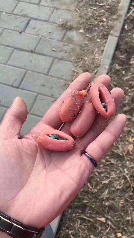 狗狗坏习惯纠正从哪一步开始,狗狗的十大陋习及其行为纠正方法