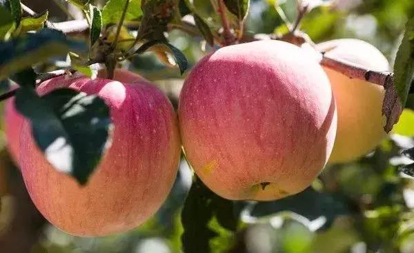 最省钱的果树修剪视频,果树修剪视频苹果树修剪技术