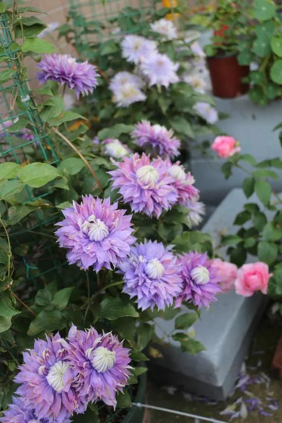 3种极品爬墙花30天爬满庭院,多季开花的爬墙花卉哪些最好养