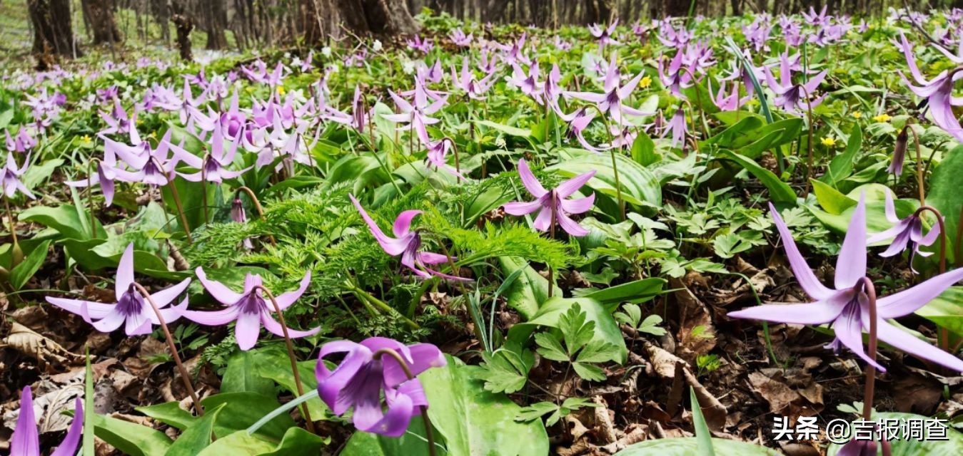 竞相怒放的猪牙花把靖宇所有的山坡装点得妩媚动人！