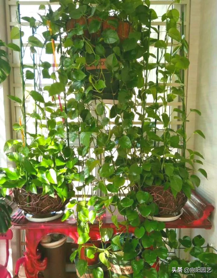 绿萝吃水很厉害,绿萝长得太快了