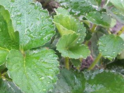 草莓苗什么品种好种植,草莓苗种植方法全过程卡通视频