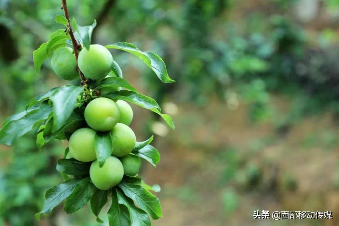 元江凉拌炸洋芋,云南拌水果怎么拌