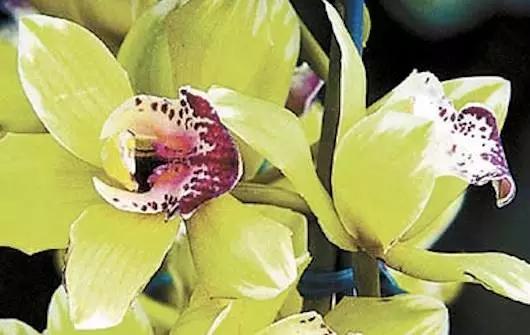 世界上最珍稀的十种花,世界上最珍贵的5种花