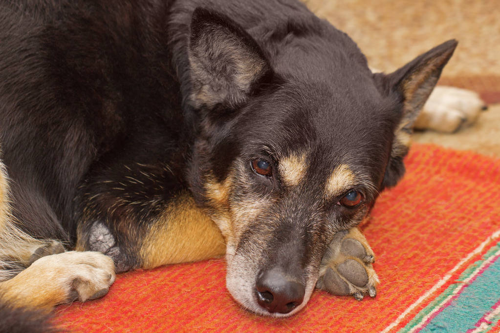 有这几种特征的狗尽量不要养,老祖宗的话狗不能喂得太饱