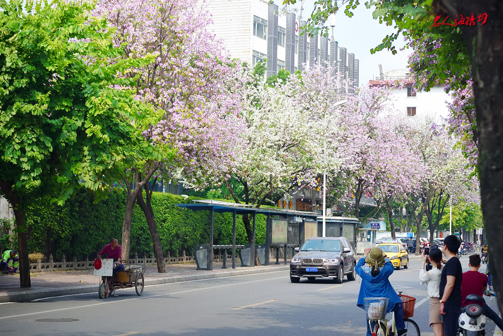 一春芳意，三月如风，日长风静，花影闲相照。