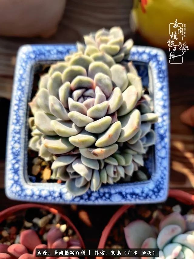 广东春天多肉图片大全,这个季节的多肉状态是最美的