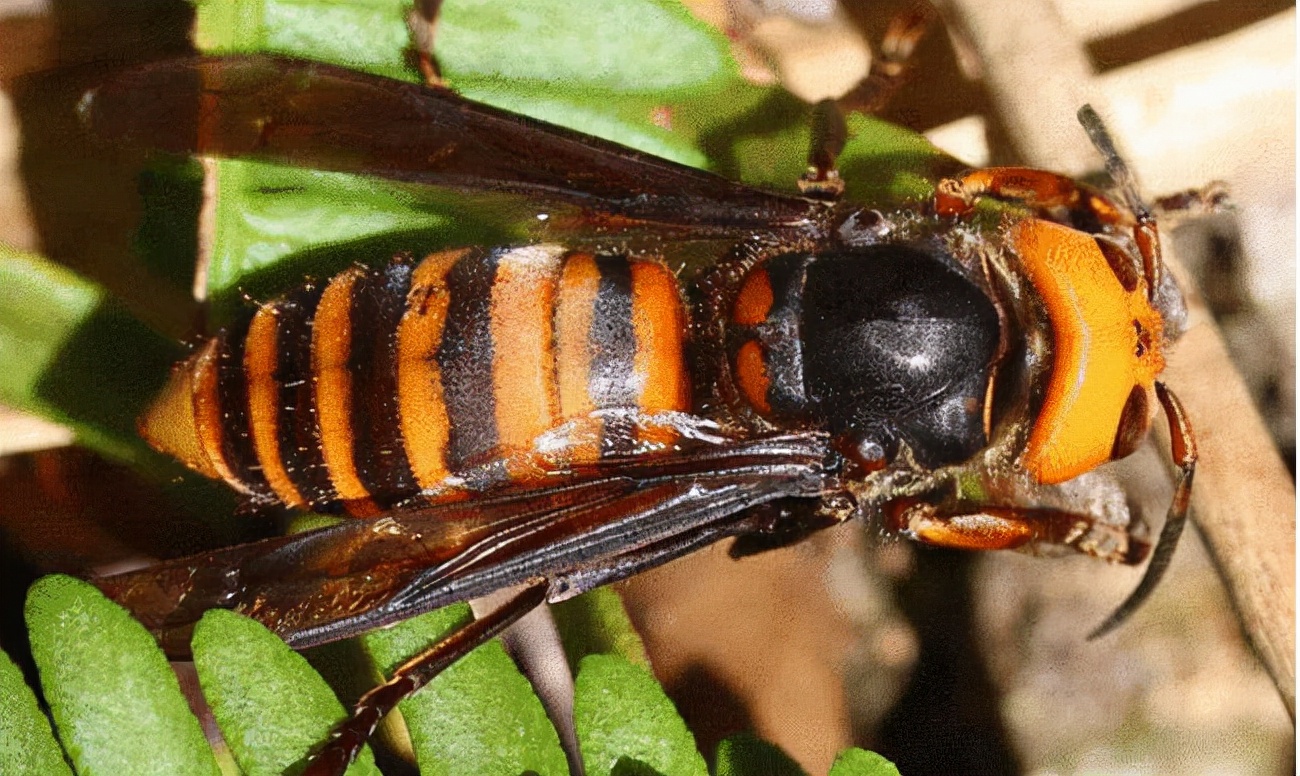 罕见！四川一男子收获2.4米196斤红娘大黑蜂蜂窝，它究竟有多毒？