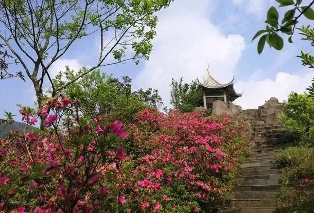 深圳花海公园地址在哪里,深圳中心河公园花海