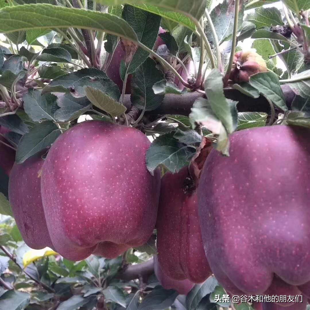 花花牛苹果挑选方式,特级花牛苹果几个一斤