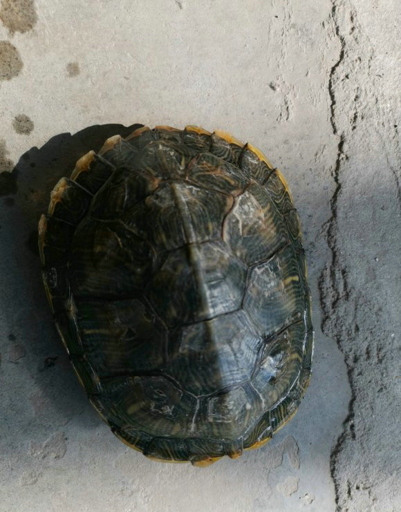 上海哪里放生乌龟最好,上海放生乌龟最好的地方