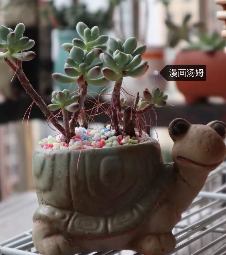 多肉名字怎么记,养多肉人的名字