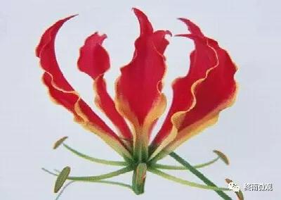 日本国花是什么花啊,全世界各国的国花是什么花