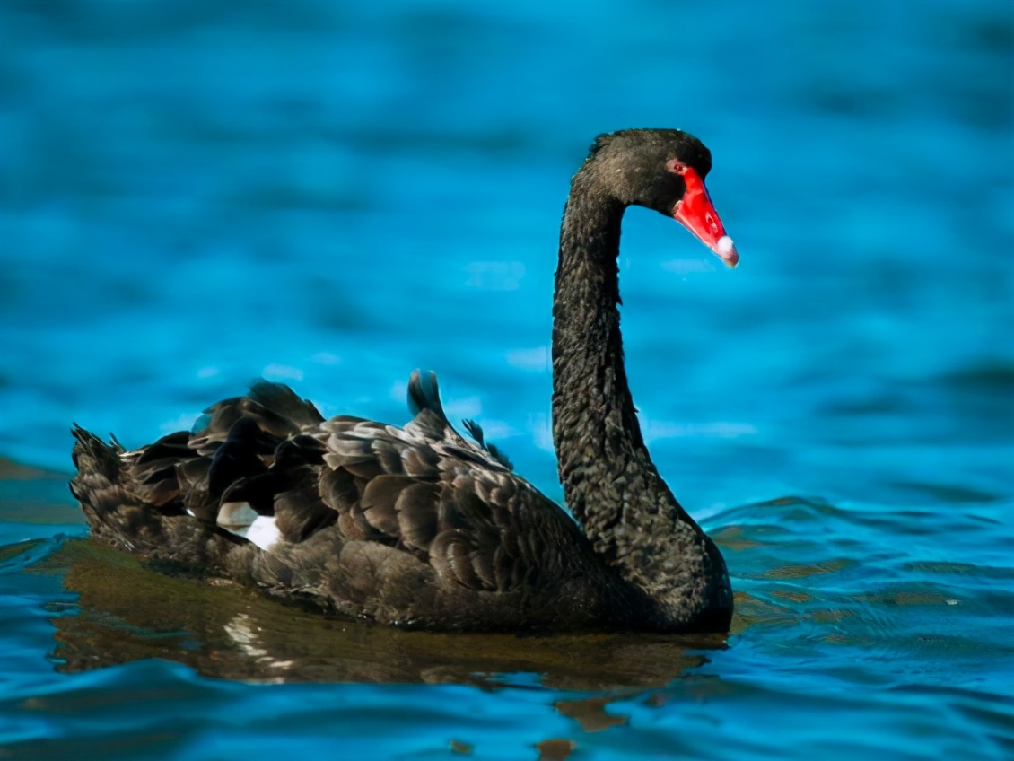 深度思考作者,深度解析黑天鹅