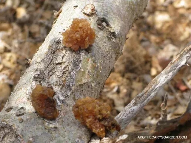 精油一般保质期多长时间,精油的有效期限是多久