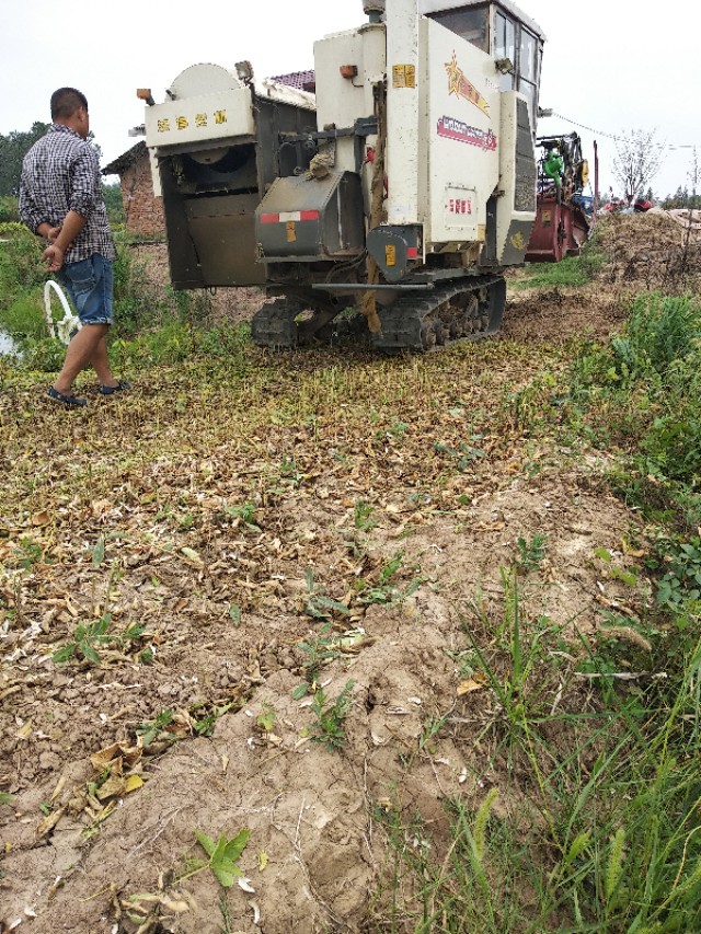 小龙虾专用黄豆,黄豆喂小龙虾视频教程