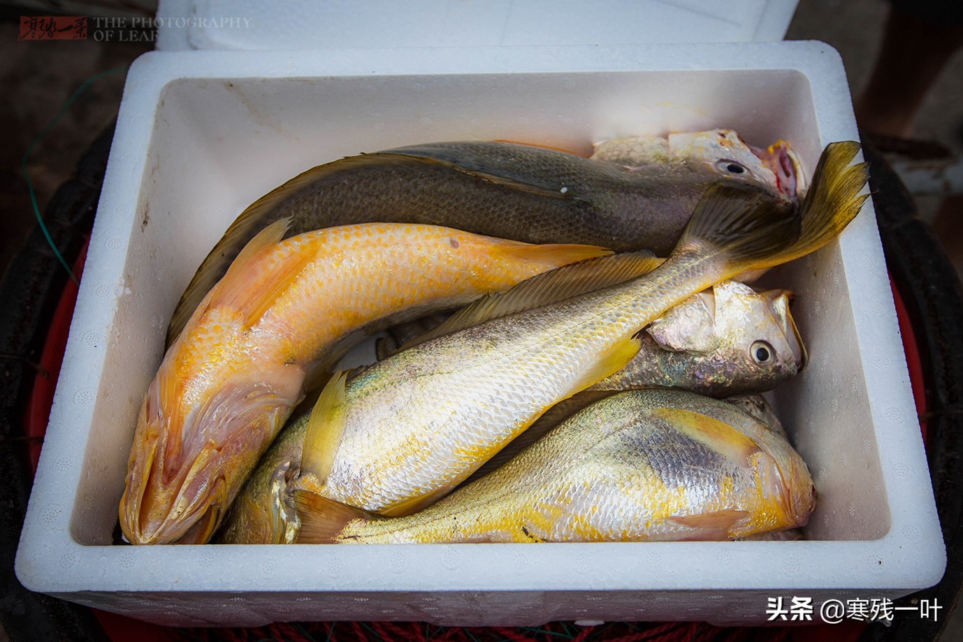 大黄鱼浙江人,浙江鱼民捕获8.7公斤野生大黄鱼