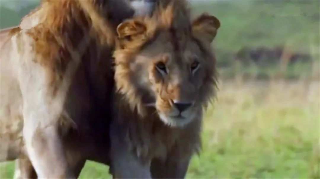 年幼狮子被非洲鬣狗包围，幸好兄弟及时赶来营救，获救后撒娇感谢