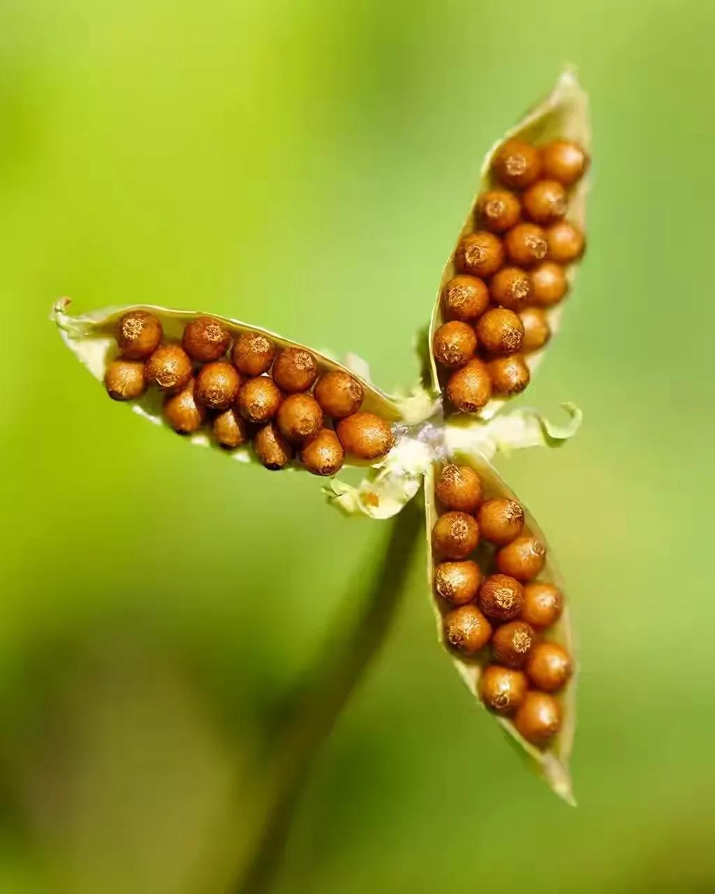 世界十大珍贵的植物图片,世界上罕见的名贵植物图片