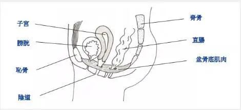 马伊琍怒赞的哑铃,马伊琍用的哑铃
