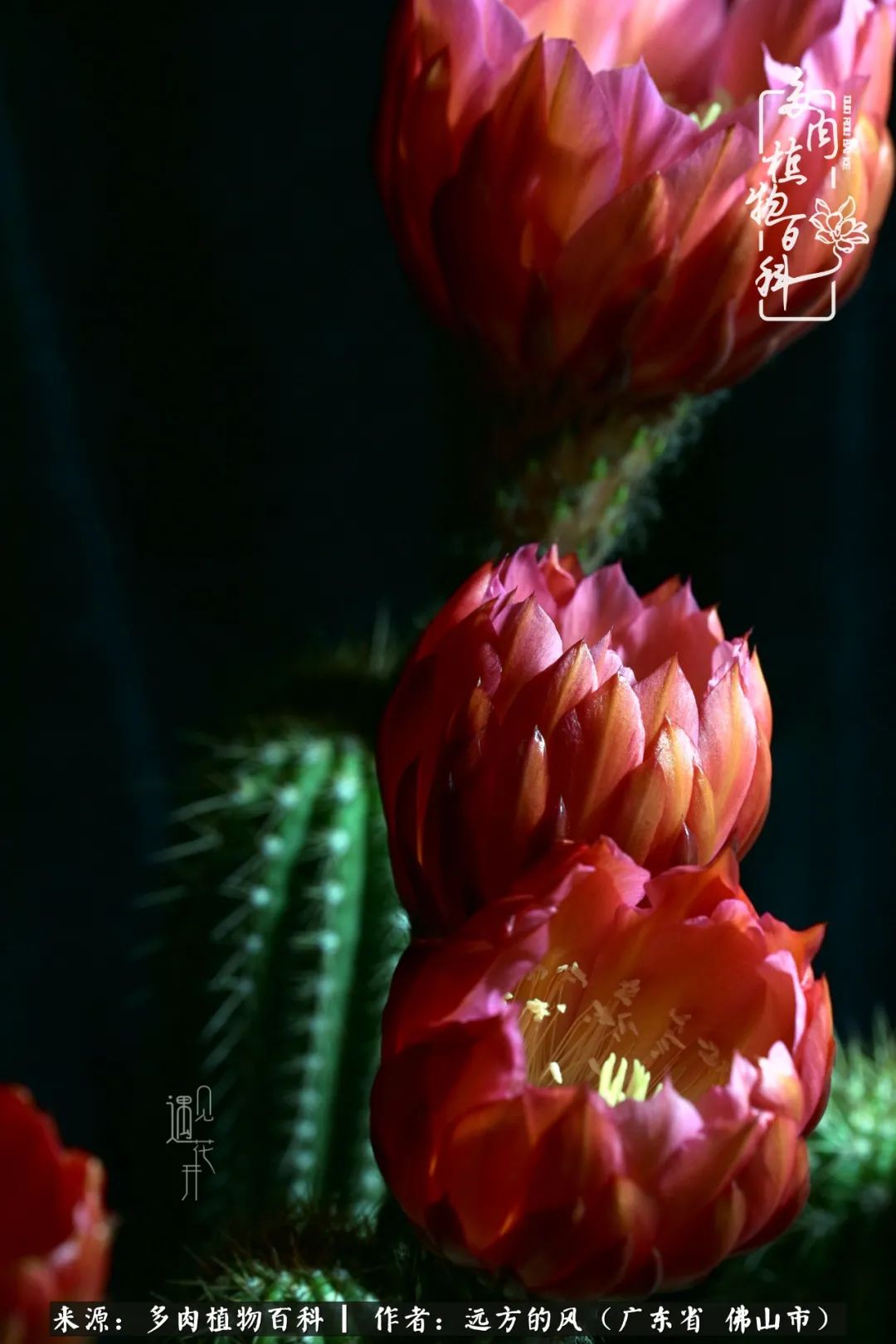 那些花儿在每个角落静静为你开着,那些花儿在每个角落静静地绽放